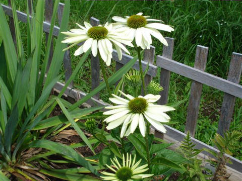 Echinacea  'White Swan'